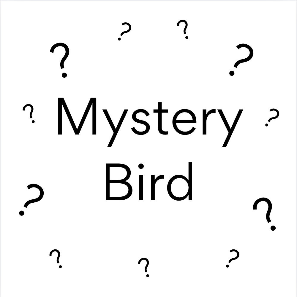 Bird (Extra Small)