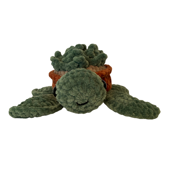 Turtle (Succulent)