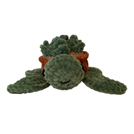 Turtle (Succulent)